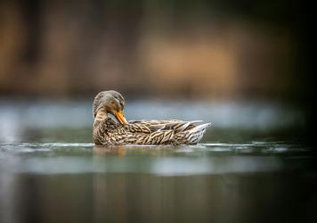 Les Nouvelles Tendances du March&eacute; VTC : Comment S'adapter pour R&eacute;ussir